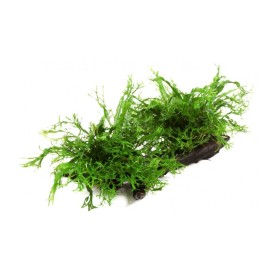 Микрозорум Къдрав (Microsorum pteropus 'windelov')