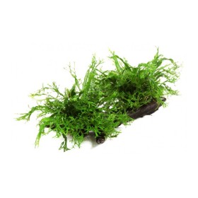 Микрозорум Къдрав (Microsorum pteropus 'windelov')
