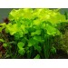 Нимфоидес (Nymphoydes sp. Taiwan) - 3