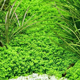 Микрантемум (Micranthemum sp.)