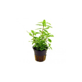 Хигрофила (Hygrophila polysperma)