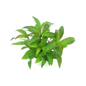Хигрофила Стрикта (Hygrophila corymbosa Stricta)