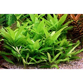 Хигрофила Стрикта (Hygrophila corymbosa Stricta)