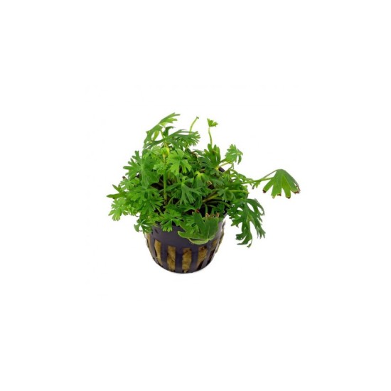 Ranunculus inundatus - 1