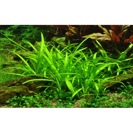 Sagittaria subulata - 3