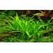 Sagittaria subulata - 3