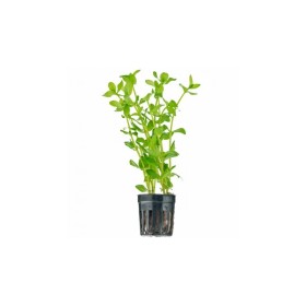 Бакопа каролиниана (Bacopa caroliniana)