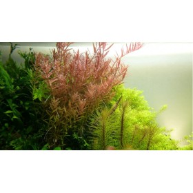 Rotala Vietnam