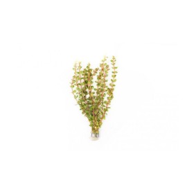 Rotala Vietnam