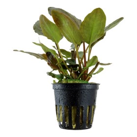 Лагенандра (Lagenandra meeboldii 'Red')