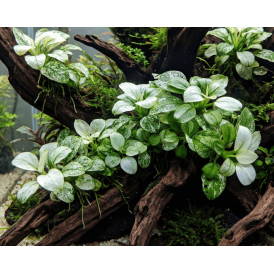 Anubias (Anubias barteri var. nana)