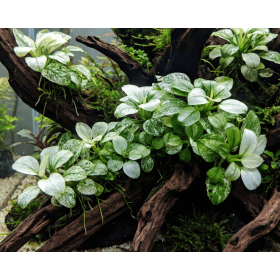 Anubias (Anubias barteri var. nana)