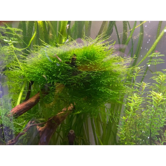 Spiky moss (Taxiphyllum sp.) - 2