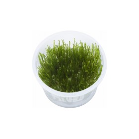 Spiky moss (Taxiphyllum sp.)