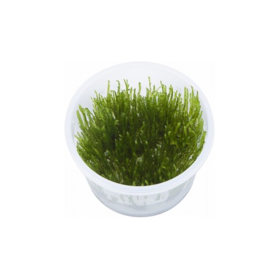 Spiky moss (Taxiphyllum sp.) - 1