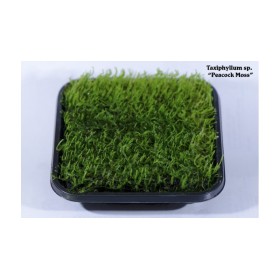 Peacock moss (Taxiphyllum sp.)