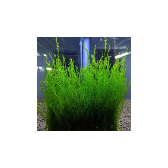 Мъх Flame moss - 2