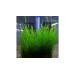 Мъх Flame moss - 2