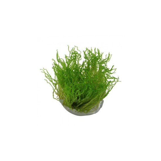 Мъх Flame moss - 1