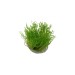 Мъх Flame moss