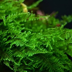 Taiwan moss