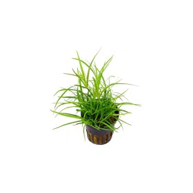Юнкус Репенс (Juncus Repens)