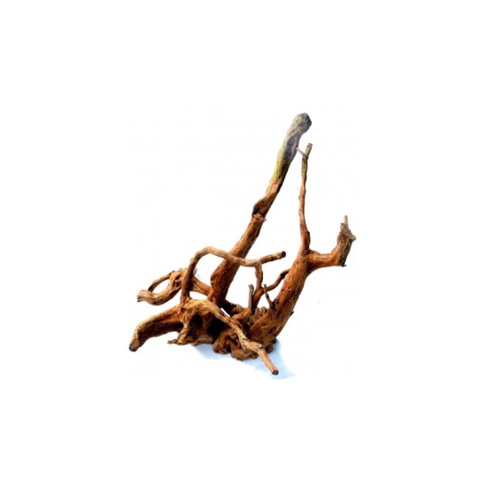 Корен Азалия - 1