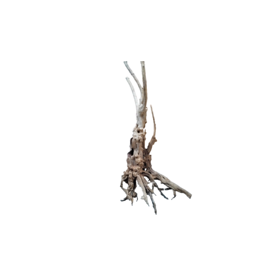 Корен Азалия - 3