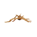 Корен Азалия - 5
