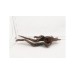 African root