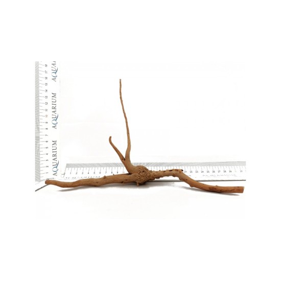 Azalea roots XXS - 1