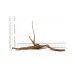 Azalea roots XXS