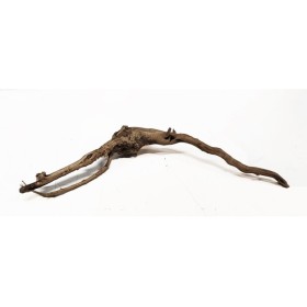 Корен азалия XXXS 5бр.