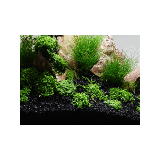 SeaChem Flourite Black ™ 0.5-2mm 3.5kg / 7kg - 2