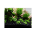 SeaChem Flourite Black ™ 0.5-2mm 3.5kg / 7kg - 2