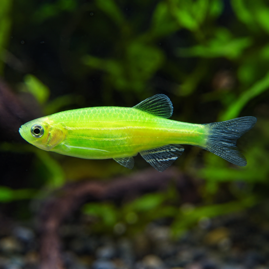 Zebra Danio (Danio rerio) - 3