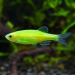 Zebra Danio (Danio rerio) - 3
