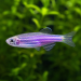 Zebra Danio (Danio rerio) - 4