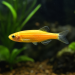 Zebra Danio (Danio rerio) - 6