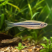 Zebra Danio (Danio rerio)