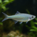 Данио Малабарско (Devario malabaricus)