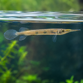 Дермогенис Three Spot (Hemirhamphodon pogonognathus)