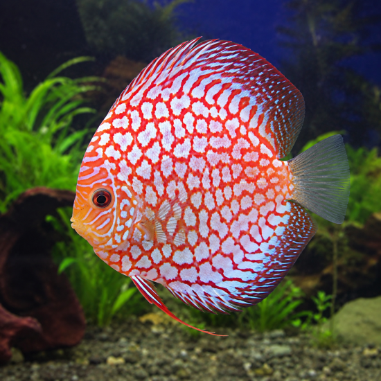 Discus (Symphysodon sp.) - 3