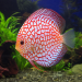 Discus (Symphysodon sp.) - 3