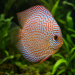 Discus (Symphysodon sp.) - 4