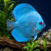 Discus (Symphysodon sp.)
