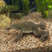African Clawed Frog (Xenopus laevis)