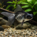 Carassius auratus