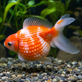 Carassius auratus
