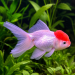 Carassius auratus